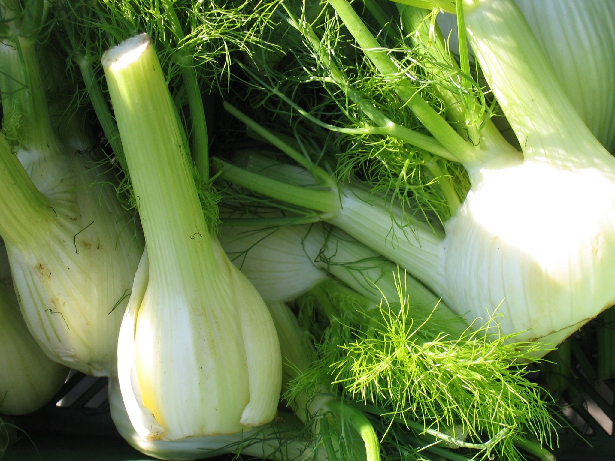 Grain Salad with Citrus and Fennel - Veg Out with Recipe for Success