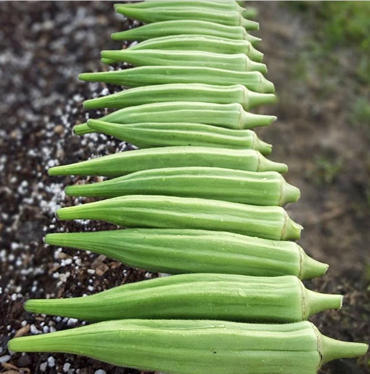 Okra with Turnip & Roselle Greens - Veg Out with Recipe for Success